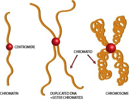 What Are Chromatin And Chromosomes Made From 
