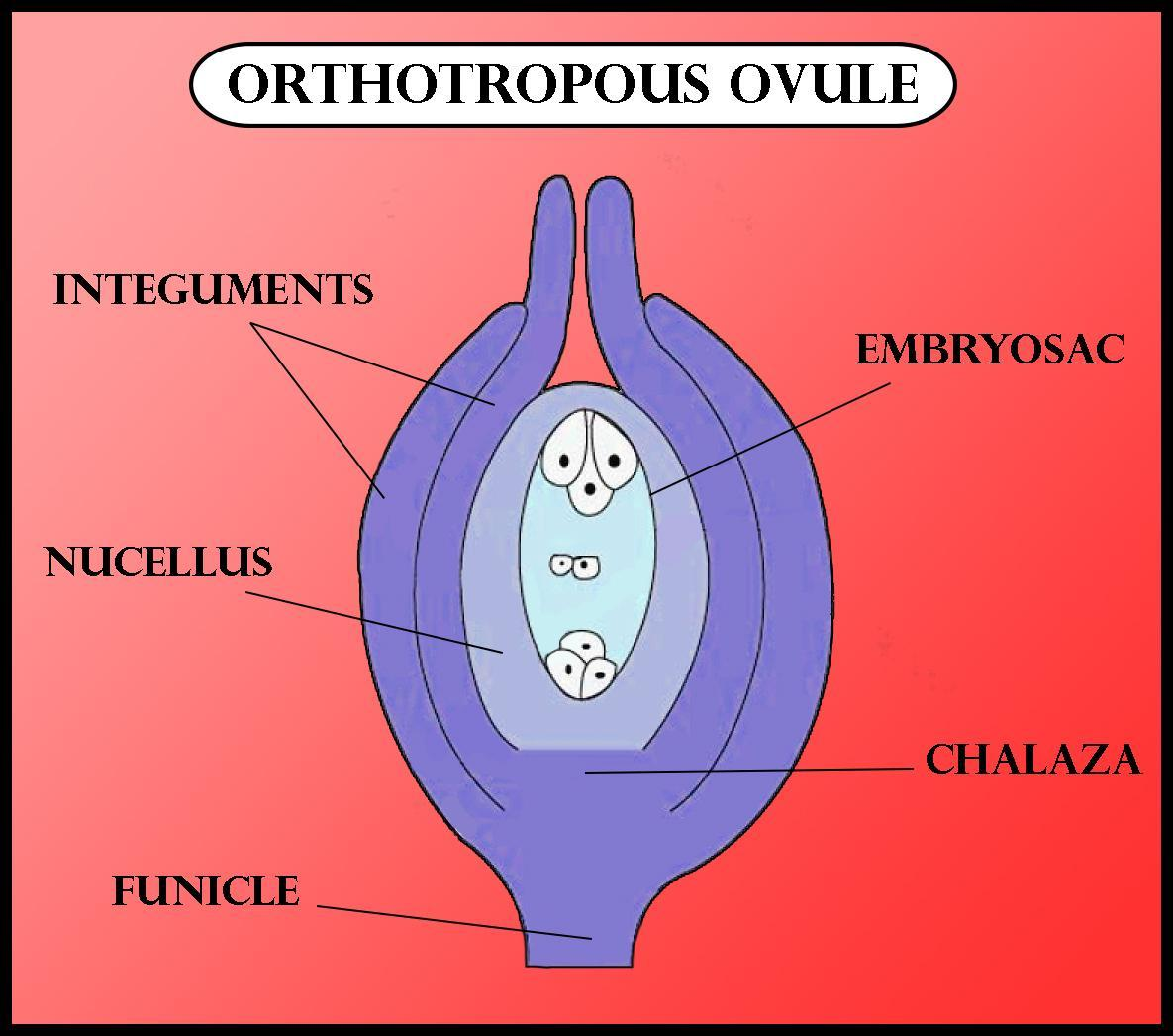 An orthotropous ovule is one, in which micropyle and chalaza are(a) In the straight line of a funiculus(b) Parallel to the funiculus(c) At right angles to the funiculus(d) Oblique to the funiculus