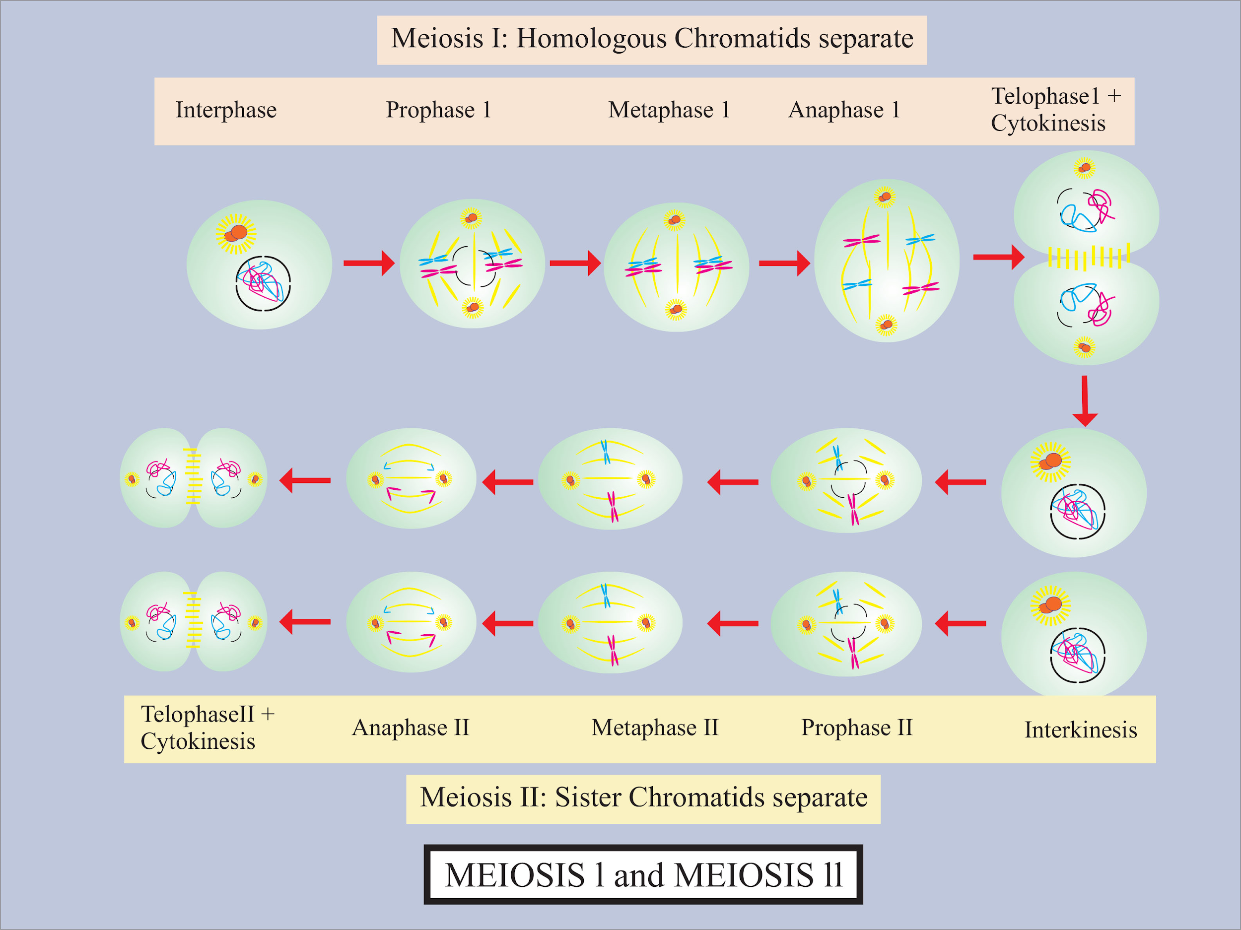 Meiosis I Is A Reduction Division Meiosis Ii Is Equational Class 11