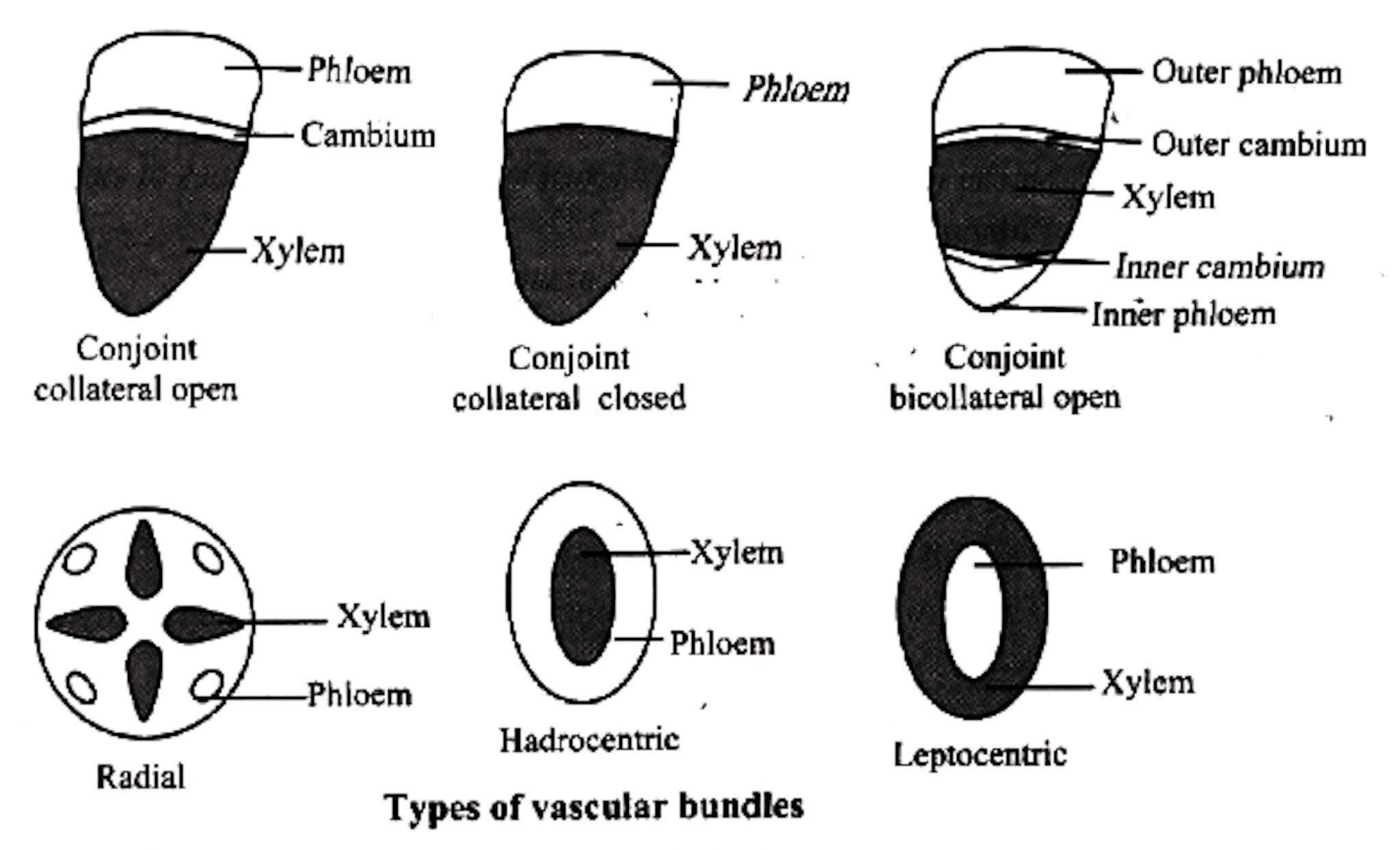 Unit 4 - Lesson 6 - Monocot and Dicot