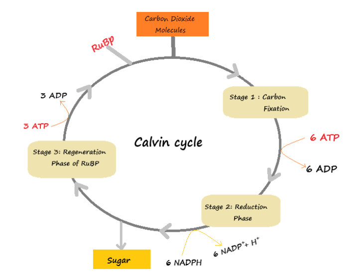 The name, Melvin Calvin is associated withA. Synthesis of ATP during photosynthesisB. Release of water during photosynthesisC. Carbon fixation during photosynthesisD. Capture light during photosynthesis