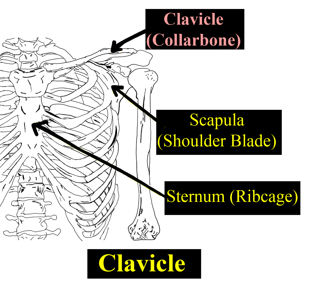 axial vs appendicular skeleton