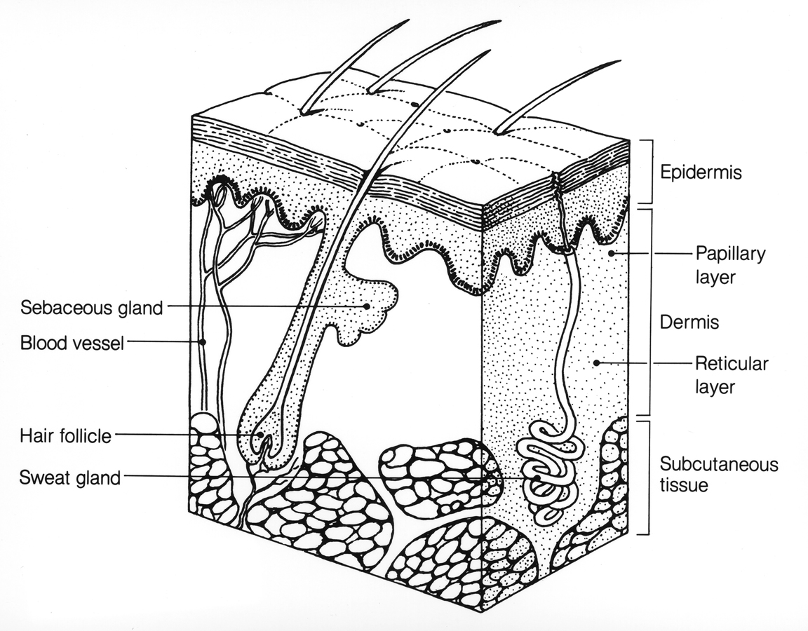 Skin layers and type of skin layers  IDTD HOSPITAL in DEHRADUN