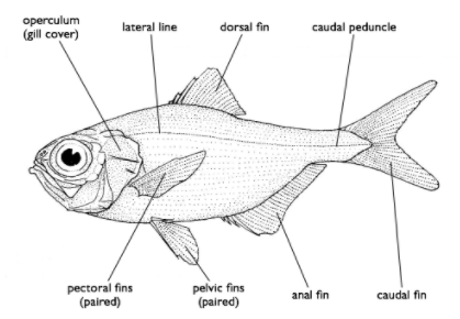 fish reproductive system diagram