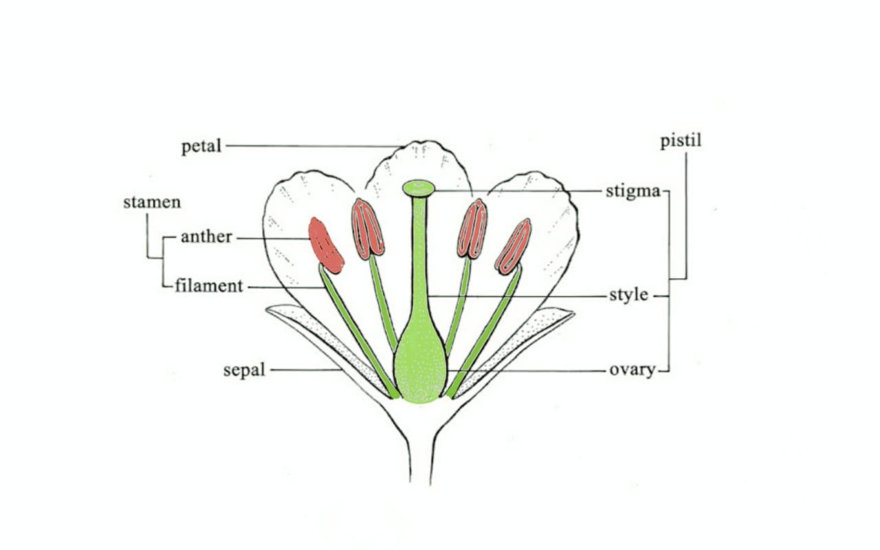 A Flower Which Contains Both Stamen And Pistil Is Called Class 12 Biology Cbse