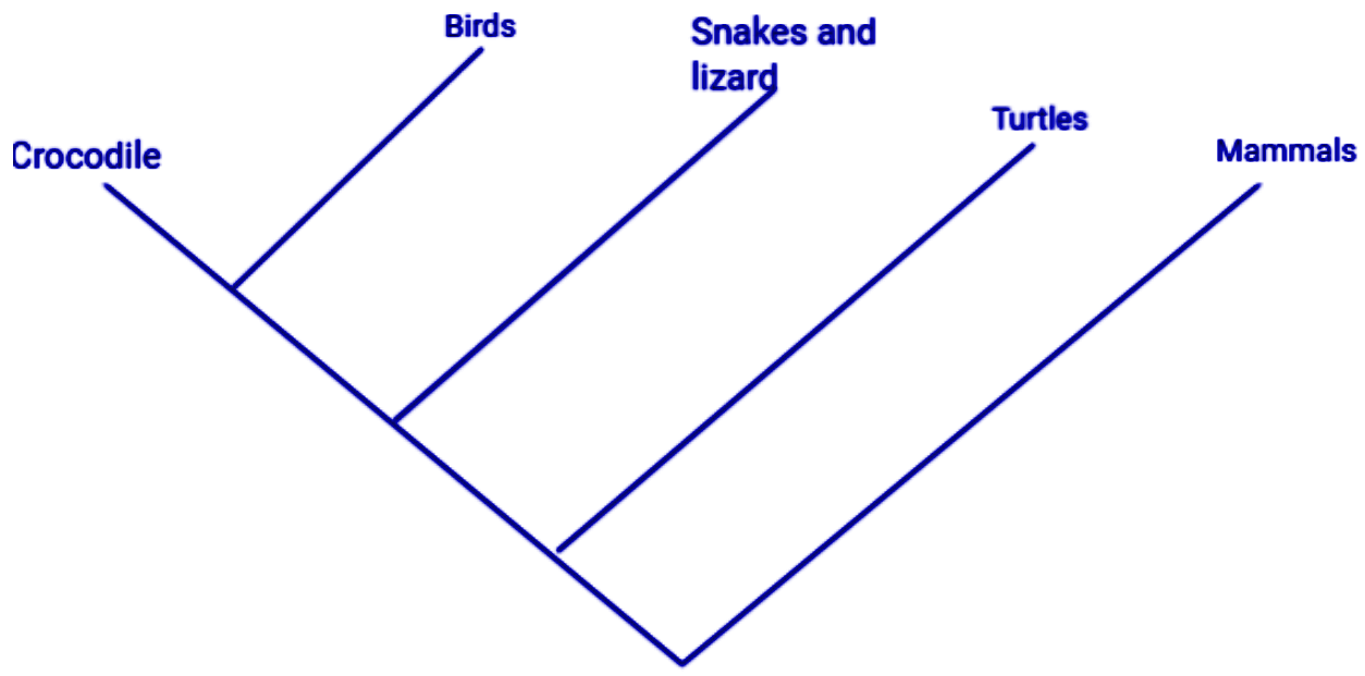 The heart of mammals and birds is four-chambered while that of the other  three groups shown in the diagram have three-chambered hearts. Birds and  mammals' hearts are\n \n \n \n \n A.