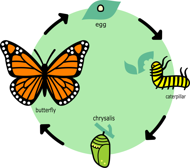 Define the term metamorphosis. Briefly describe the various stages  occurring in the life-cycle of a butterfly.