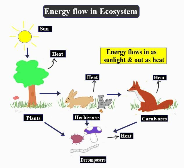 Define the food chain. Describe the flow of energy in an ecosystem with the  help of a linear diagram.