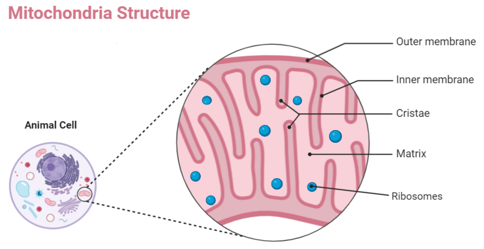 Protein synthesis occurs in an animal cell inA. CytoplasmB. Cytoplasm as  well as mitochondriaC. Ribosomes attached to the nuclear envelopeD.  Nucleolus as well as cytoplasm