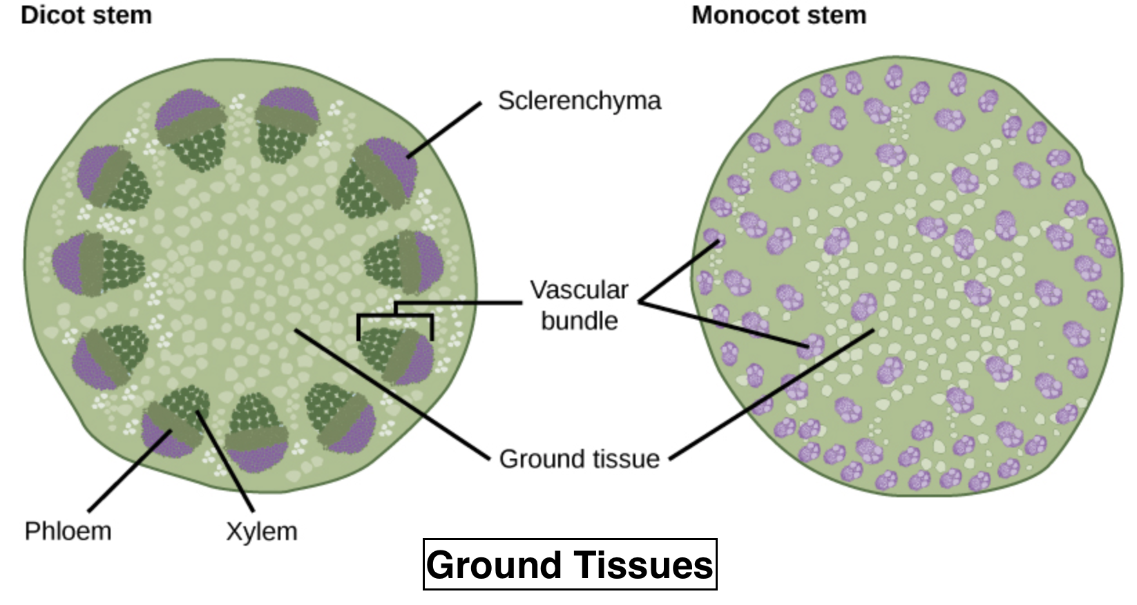 За счет деления клеток стебель растет. Vascular Bundles of Xylem and phloem Tissue. Ксилема и флоэма. Клетки флоэмы. Ксилема и флоэма рисунок.
