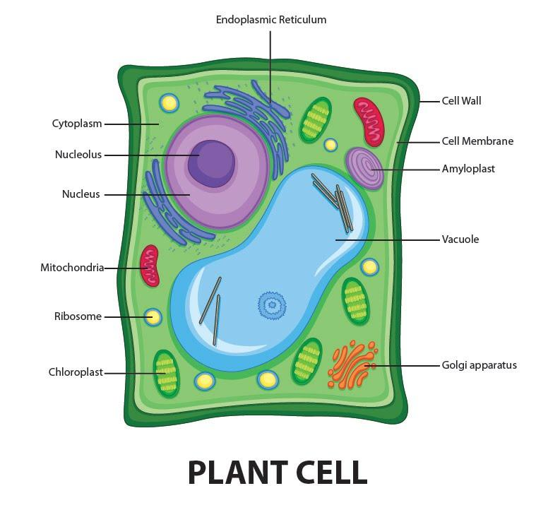 Draw a well-labelled diagram of a plant cell.