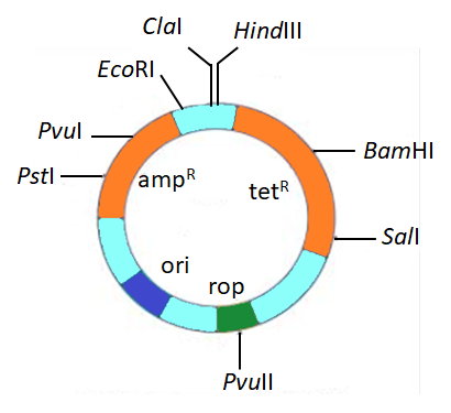 The gene rop present in pBR322 cloning vector codes class 11 biology CBSE