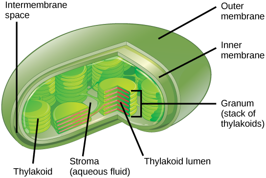 draw-the-structure-of-chloroplast-and-label-the-parts