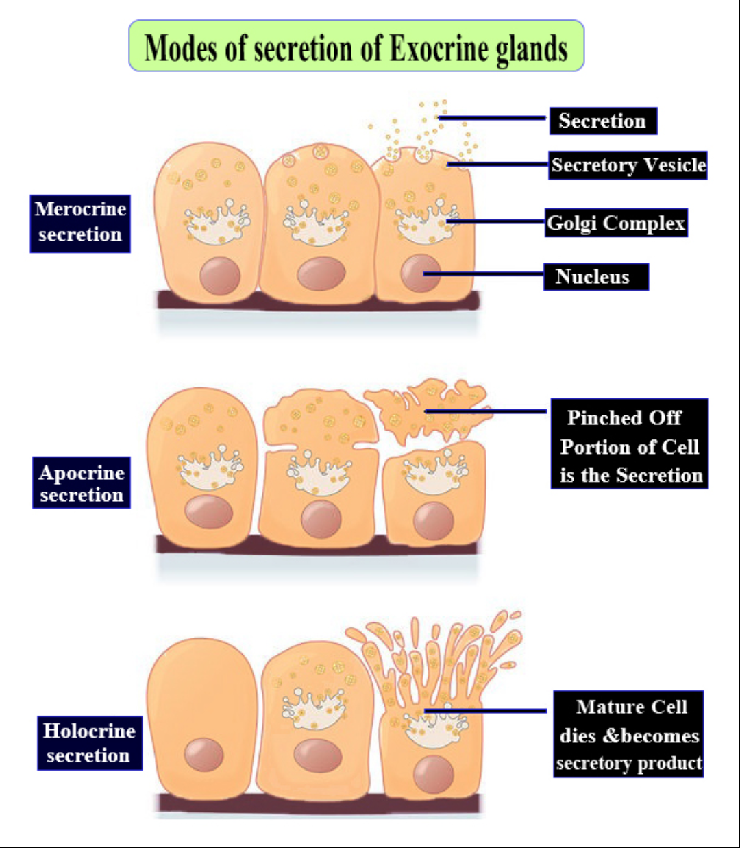 Exocrine Glands Diagram