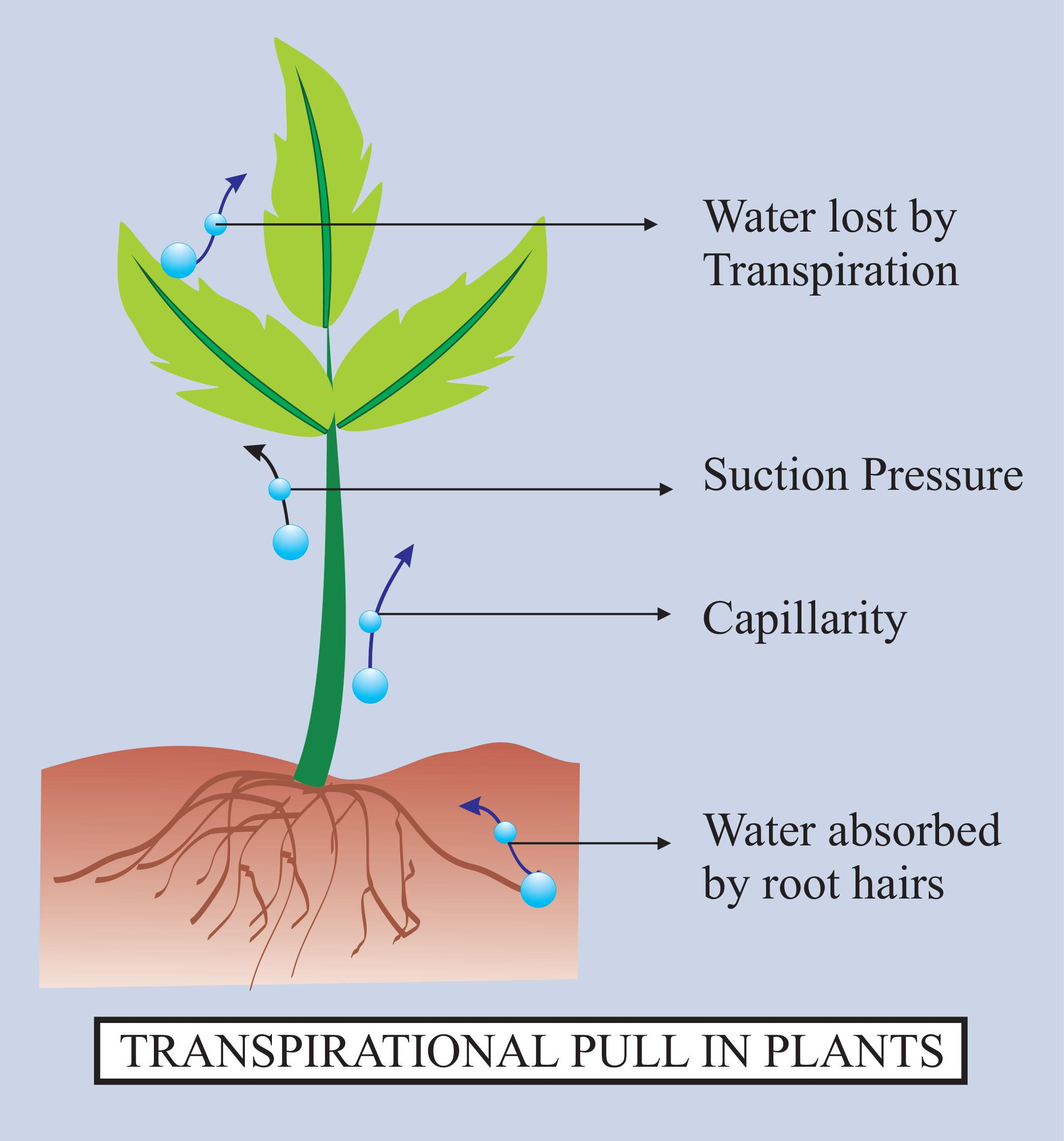 Transpiration in Plants. What is transpiration. Evato transpiration. Diagram when temperature increases, what happens to the rate of transpiration. Effect plants