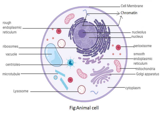 Draw a neat labeled diagram of animal cells class 11 ...