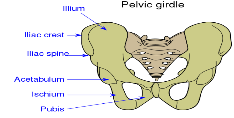 The Coxal Of Pelvic Girdle Is Formed By Fusion Class 11 Biology 