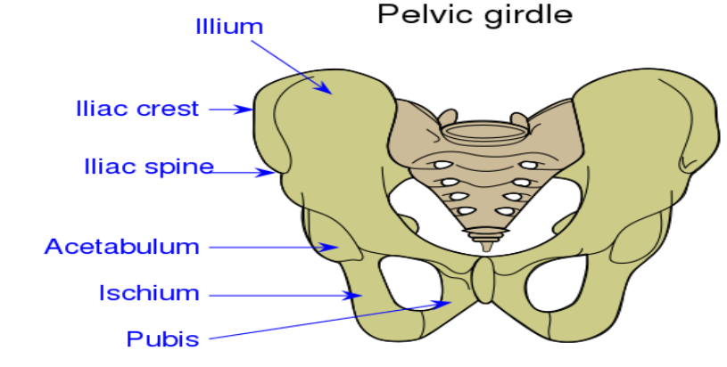 The Coxal Of The Pelvic Girdle Is Formed By The Fusion Class 11 Biology