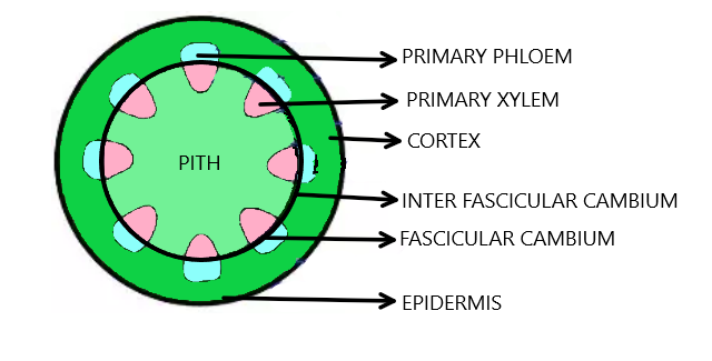 Interfascicular cambium develops from the cells of class 11 biology CBSE
