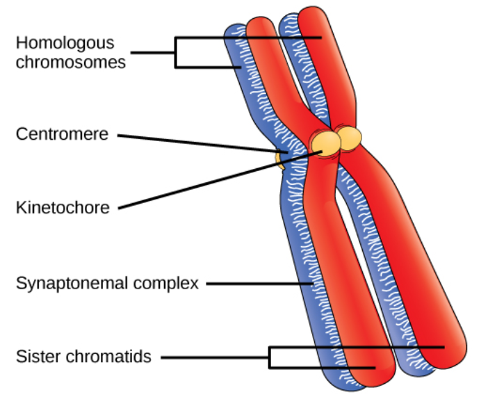 labeled-chromosome-structure-diagram-img-probe