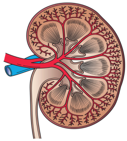 Sketch and label 'L.S. of human kidney'. - Sarthaks eConnect | Largest  Online Education Community