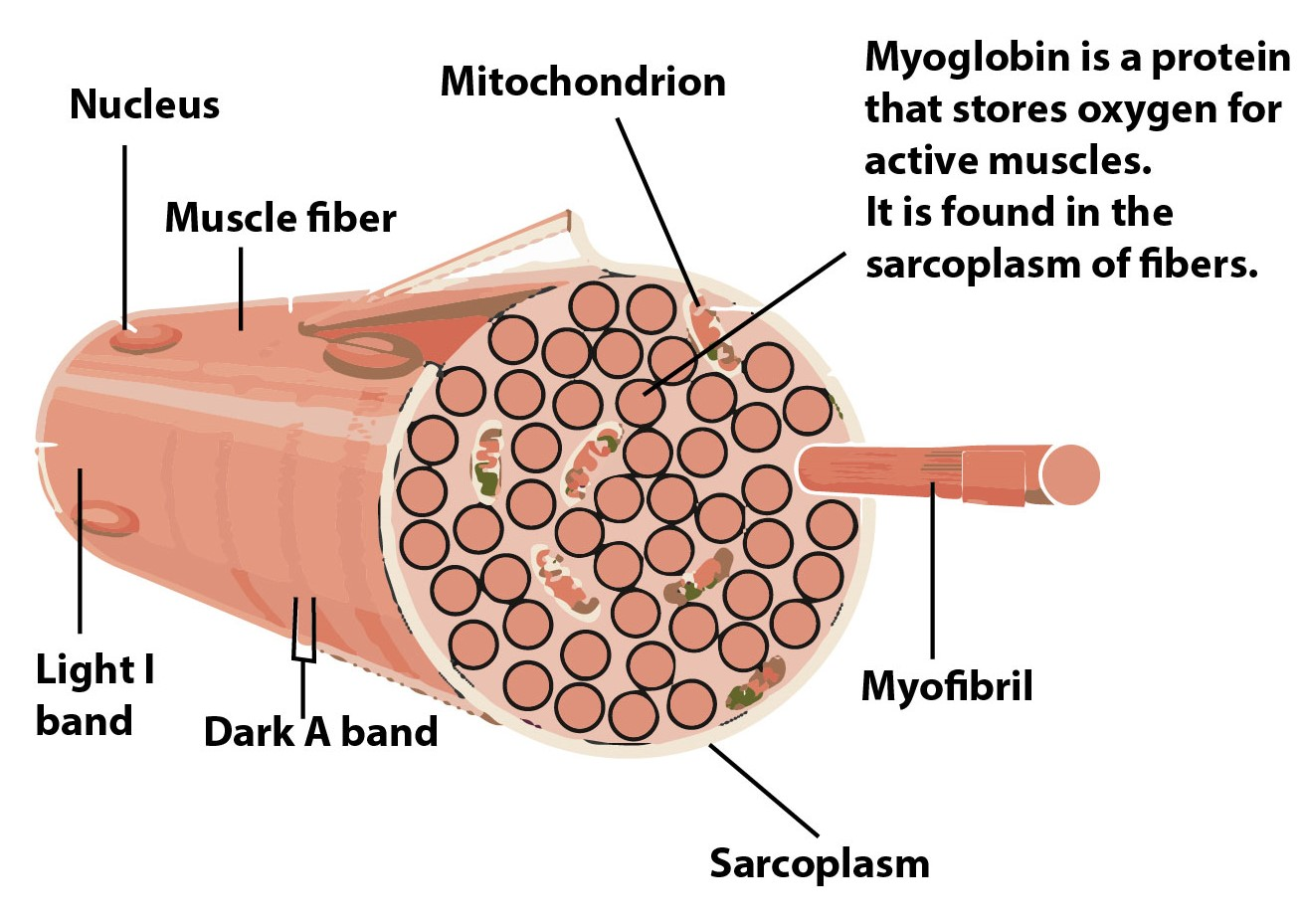 Muscle Fibre Types Hot Sex Picture 