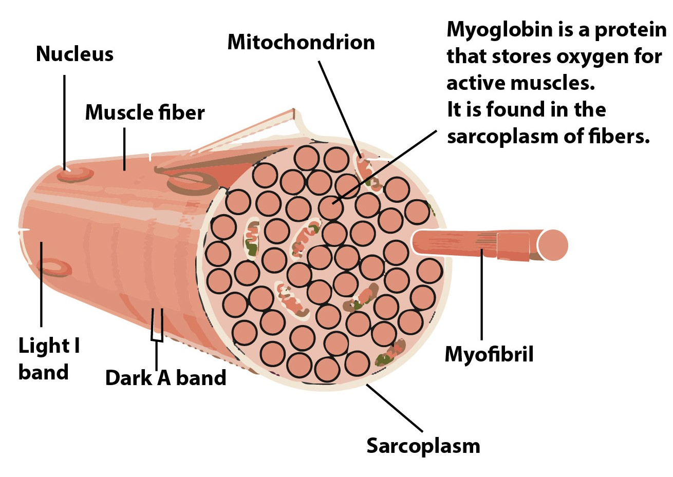 Muscle Fibre Types Hot Sex Picture