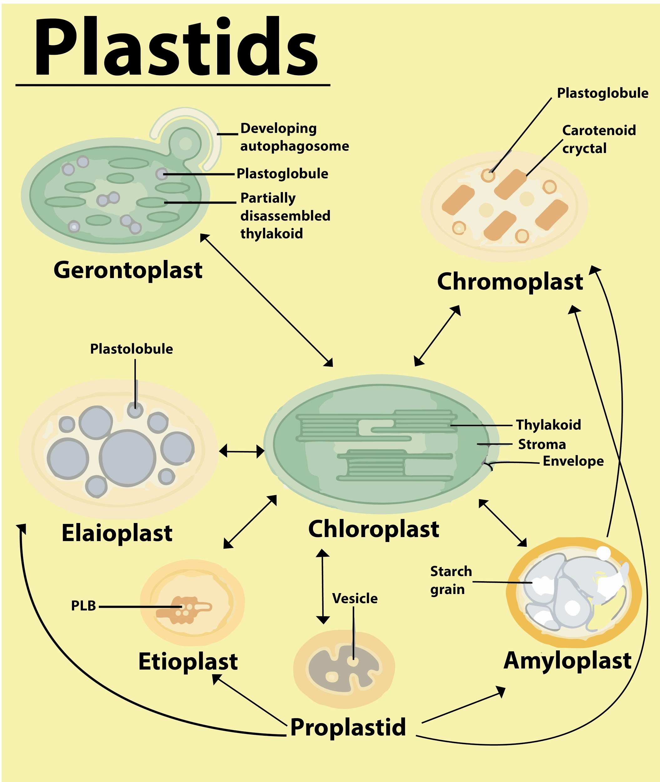 Plastids are found in(a)All animal cells(b)Some animals(c)All plant cells(d)All  plant cells and euglenoids