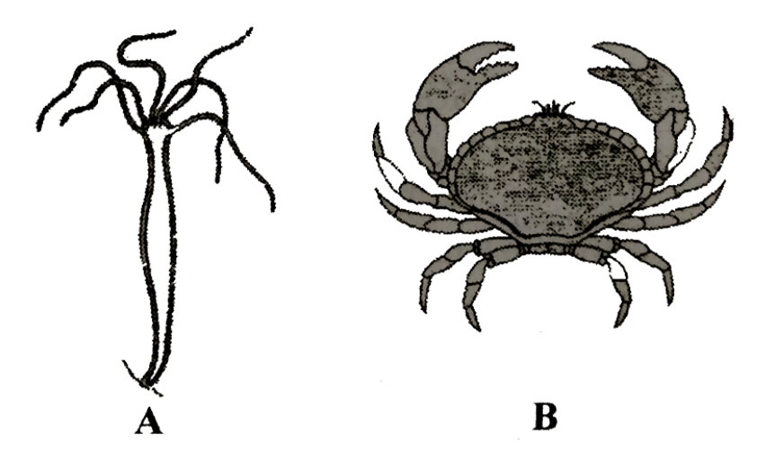 Identify the type of symmetry in the given animal's A and B\n \n \n \n \n  A. A-bilateral, B-symmetricalB. A-bilateral, B-bilateralC. A-radial,  B-bilateralD. A-radial, B-radial