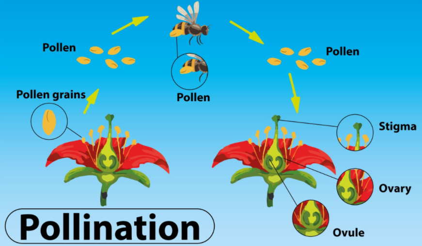 biology project on pollination class 12 pdf