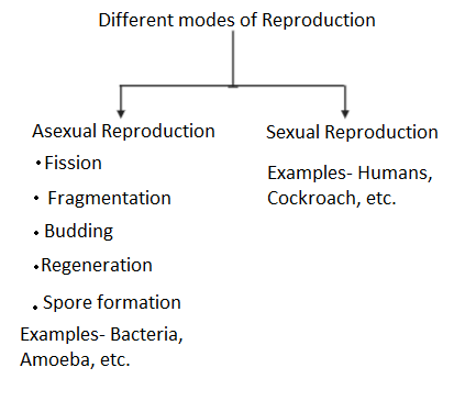 Prepare a chart showing different modes of reproduction with suitable  examples each: