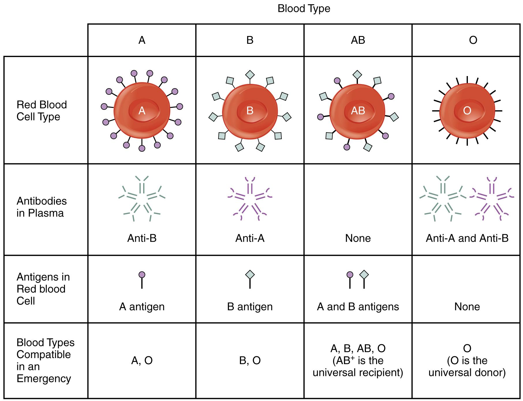 in-the-following-table-of-human-abo-groups-fill-up-the-blanks-i-ii