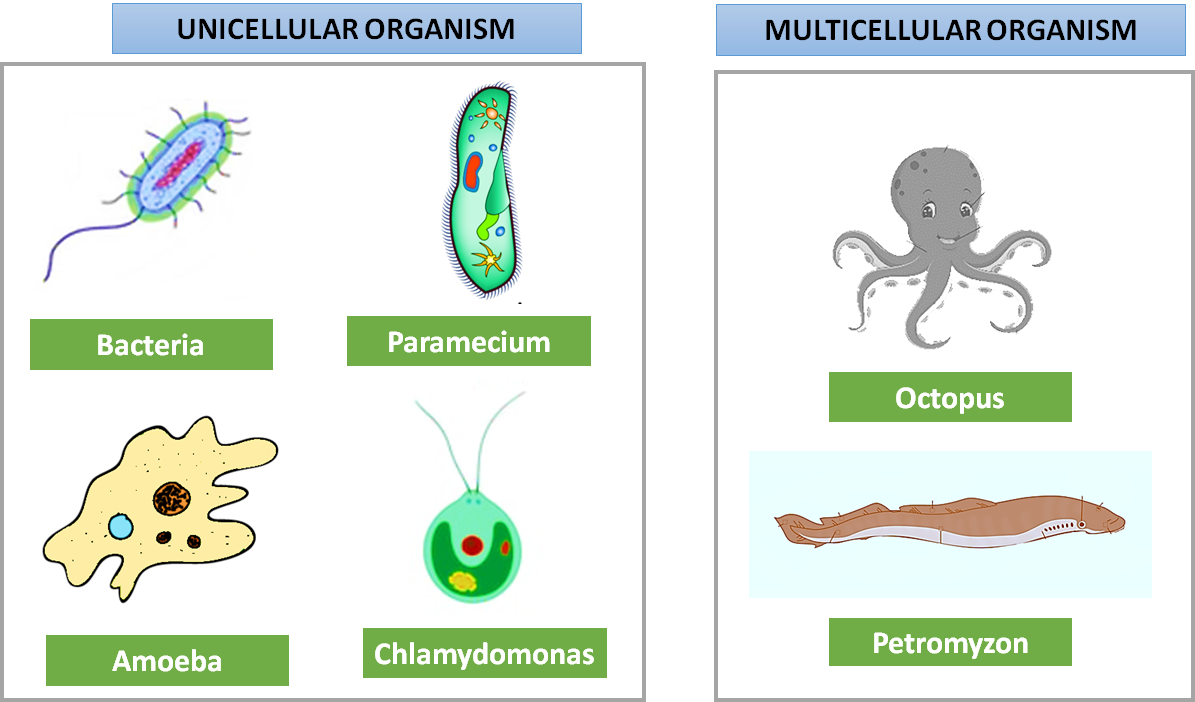 Give examples of unicellular and multicellular organisms.