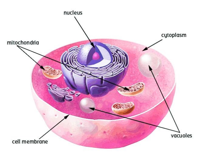 Which cell organelles are absent in an animal cell?A) A nucleusB) A cell  wallC) A large vacuoleD) Both B and C