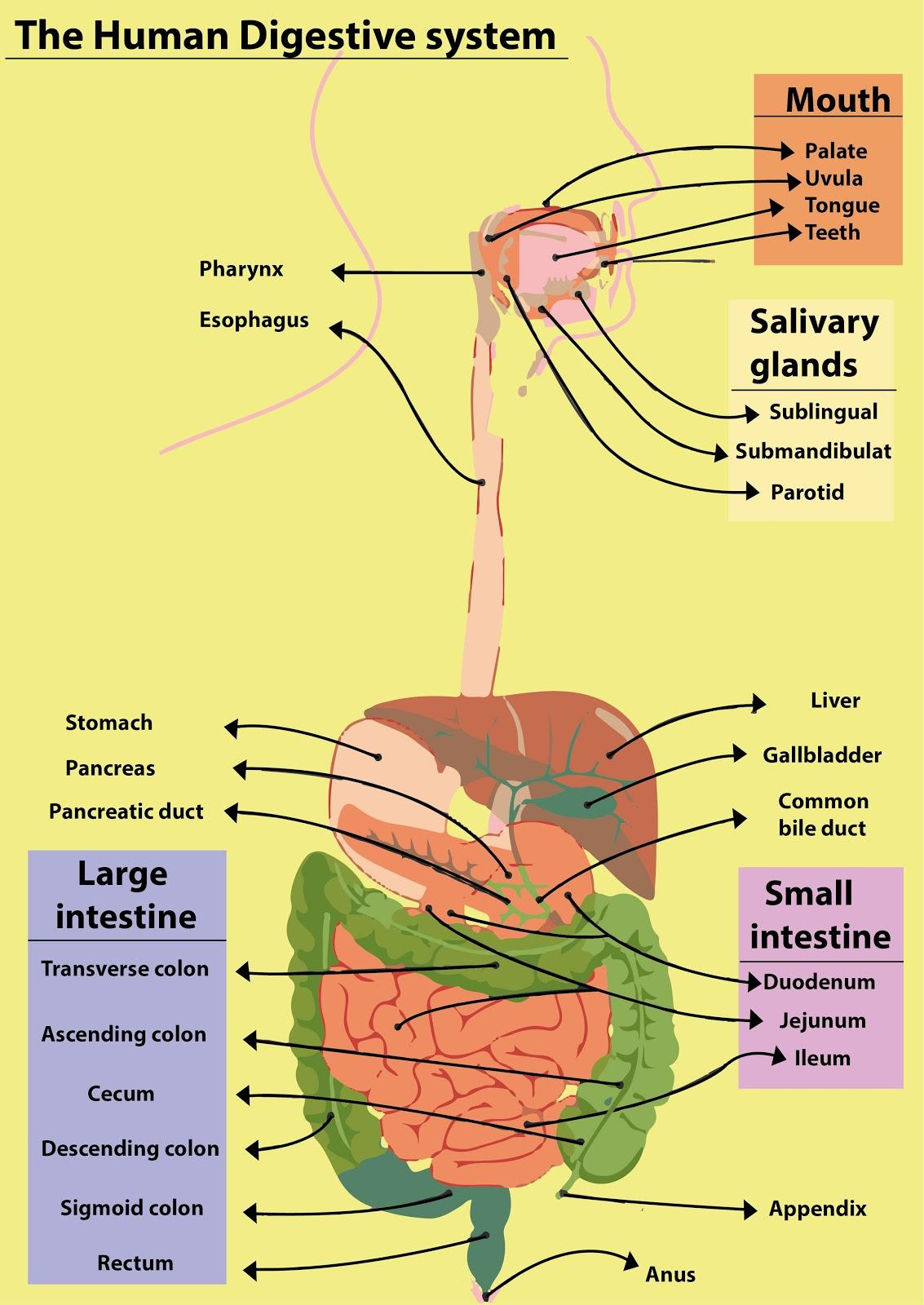 internal organs diagram left side