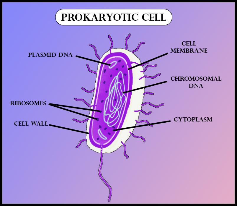 simple prokaryotic cell diagram