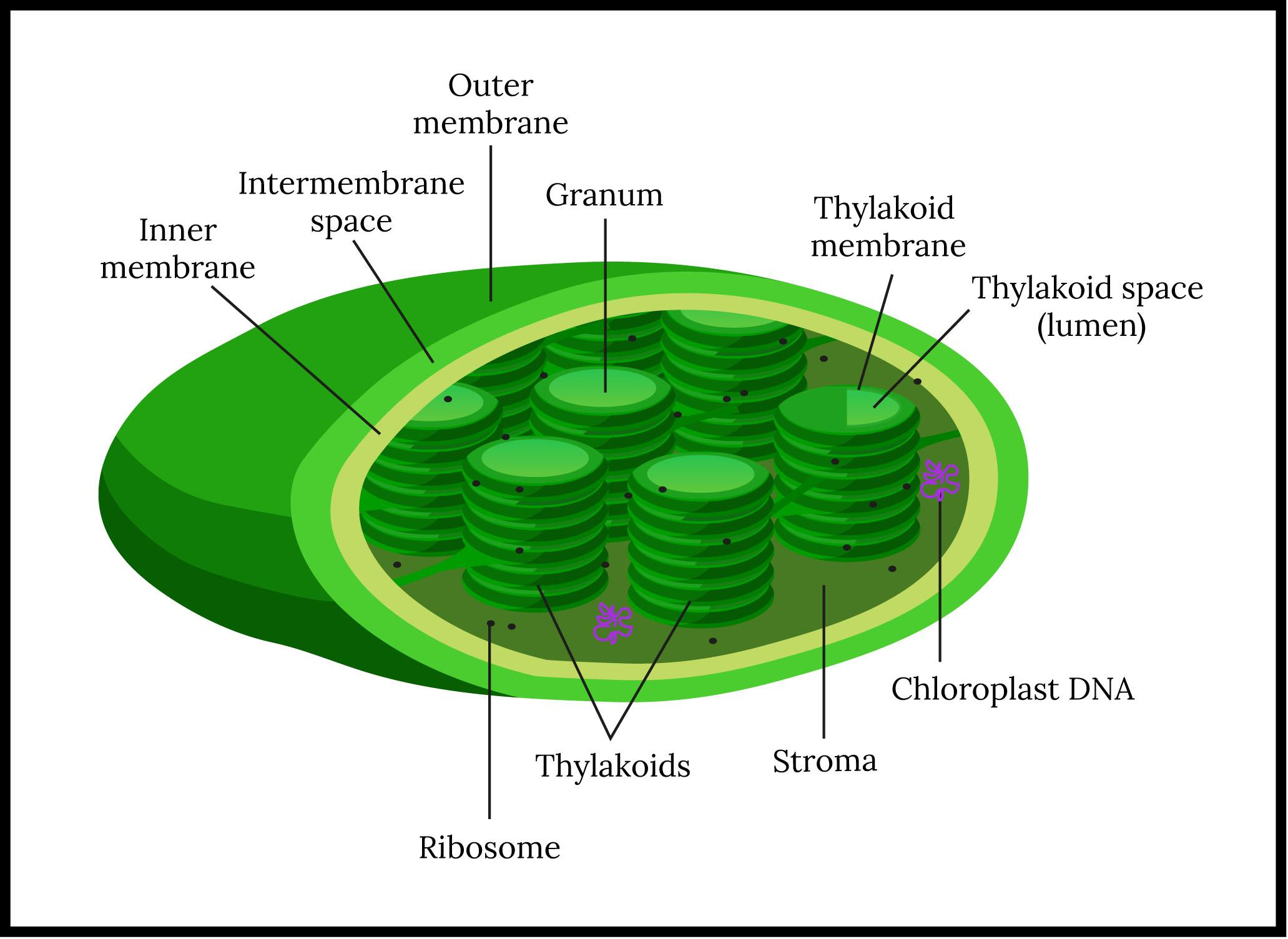 Label The Chloroplast