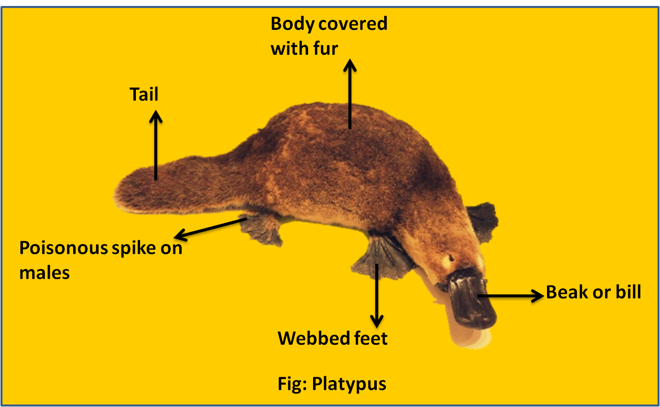 Which of the following animals is not viviparous?(a) Platypus(b) Whale(c)  Flying fox (Bat) (d) Elephant