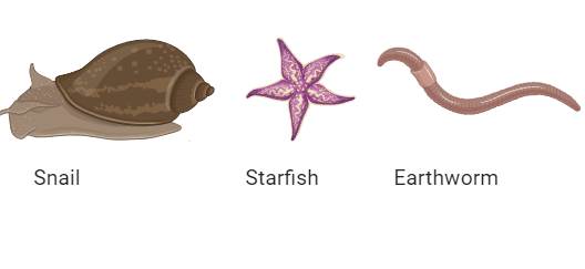 Which of the following is a bisexual animal?A. SnailB. StarfishC.  EarthwormD. All of the above