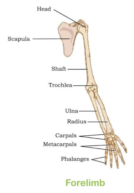 function of long bones in the body is to