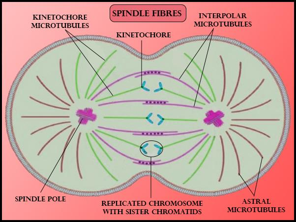 Spindle fiber - Definition and Examples - Biology Online Dictionary