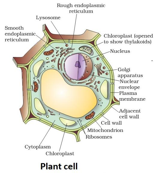 Illustrate only a plant cell seen under an electron microscope. How is it  different from animal cells?
