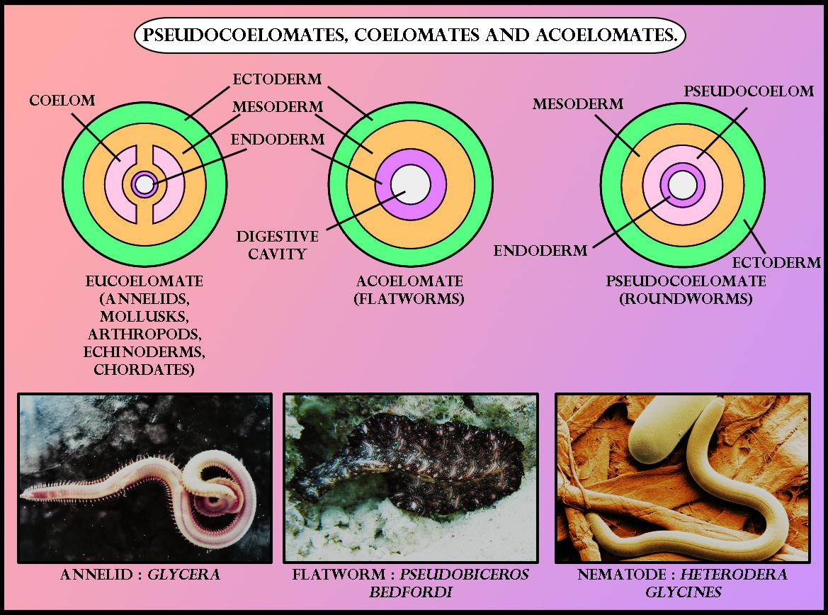 types of coelom