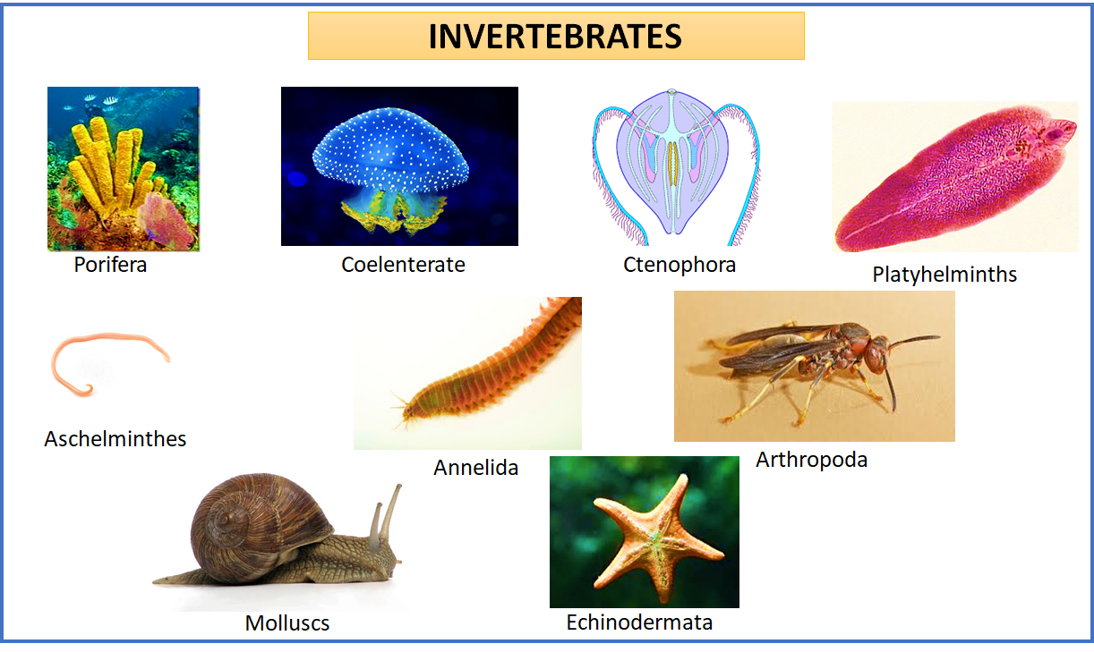 Make a list of invertebrate phyla. Give one example of each.