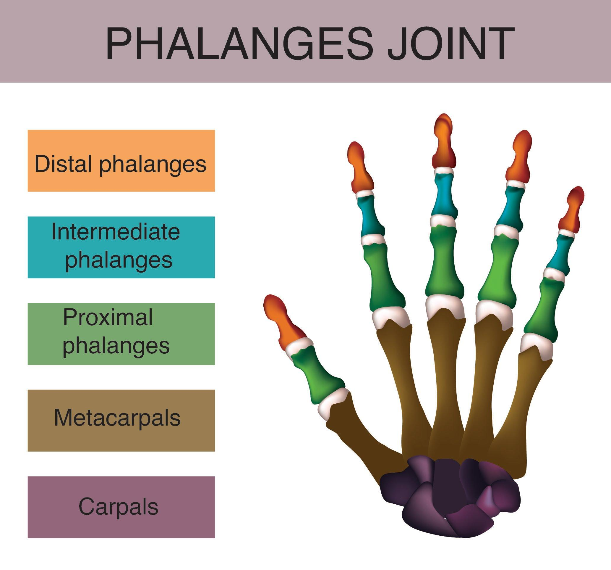Middle And Distal Phalanges Middle And Distal Phalanges