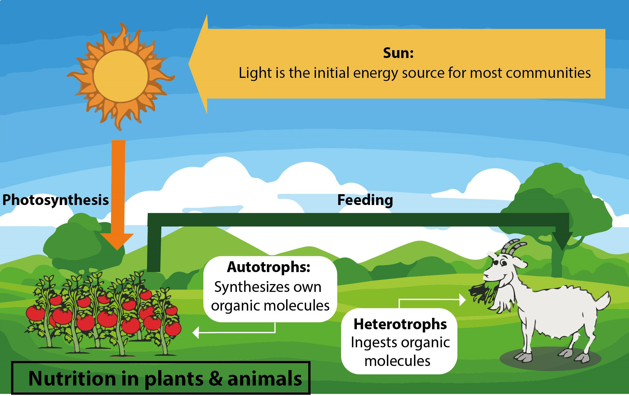 On what basis are plants and animals put into different categories?