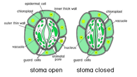 stomata stoma biology observe guard
