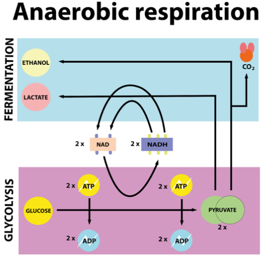 Which type of respiration is involved in the process of fermentation?