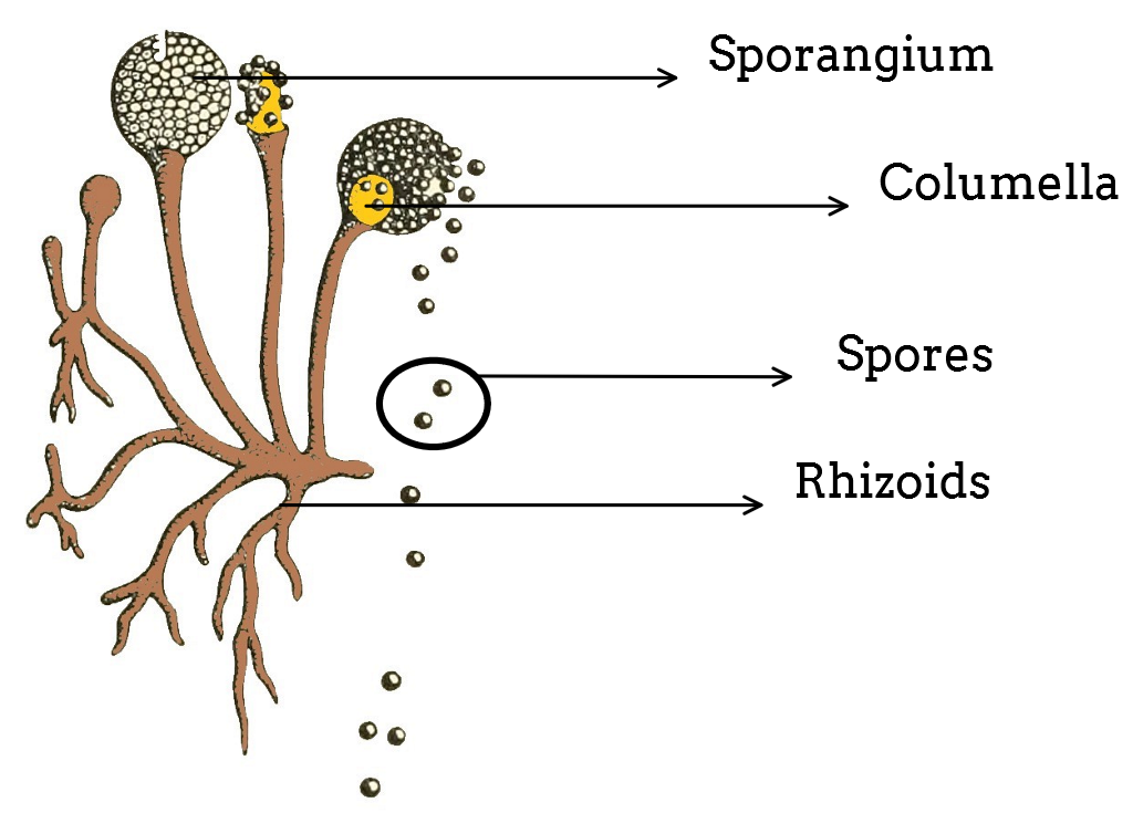 What Is Rhizopus Features Structure And Reproduction What Is Rhizopus Features Structure And Reproduction
