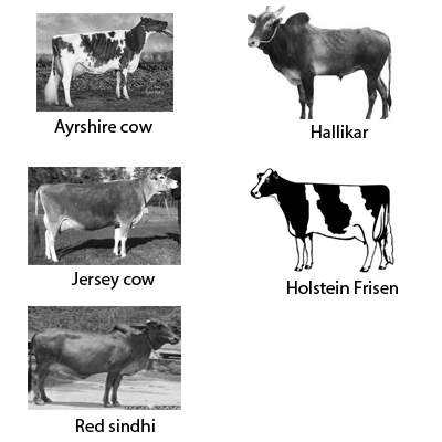 Which of these are the highest milk yielding exotic varieties?\n \n \n \n  \n A. AyrshireB. Holstein FriesianC. Ayrshire and Holstein FriesianD.  Ayrshire, Holstein Friesian and Halliker